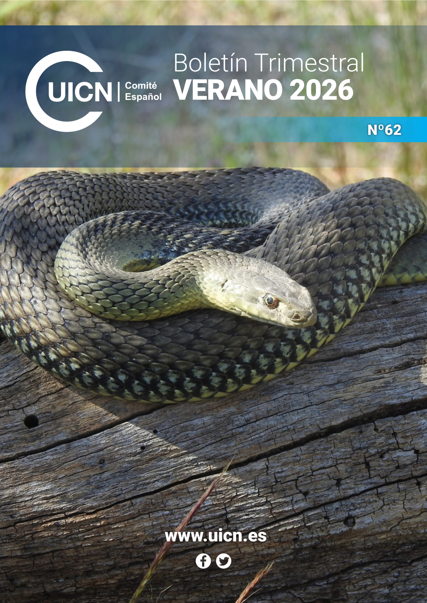 Nº 62. Verano26